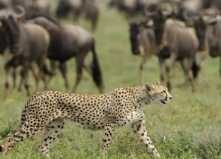 When Is the Best Time to See the Great Migration in Africa?